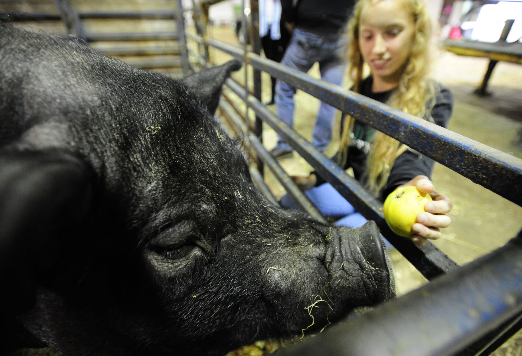 Sheltering animals displaced by Chetco Bar Fire